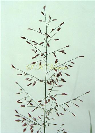  Inflorescence